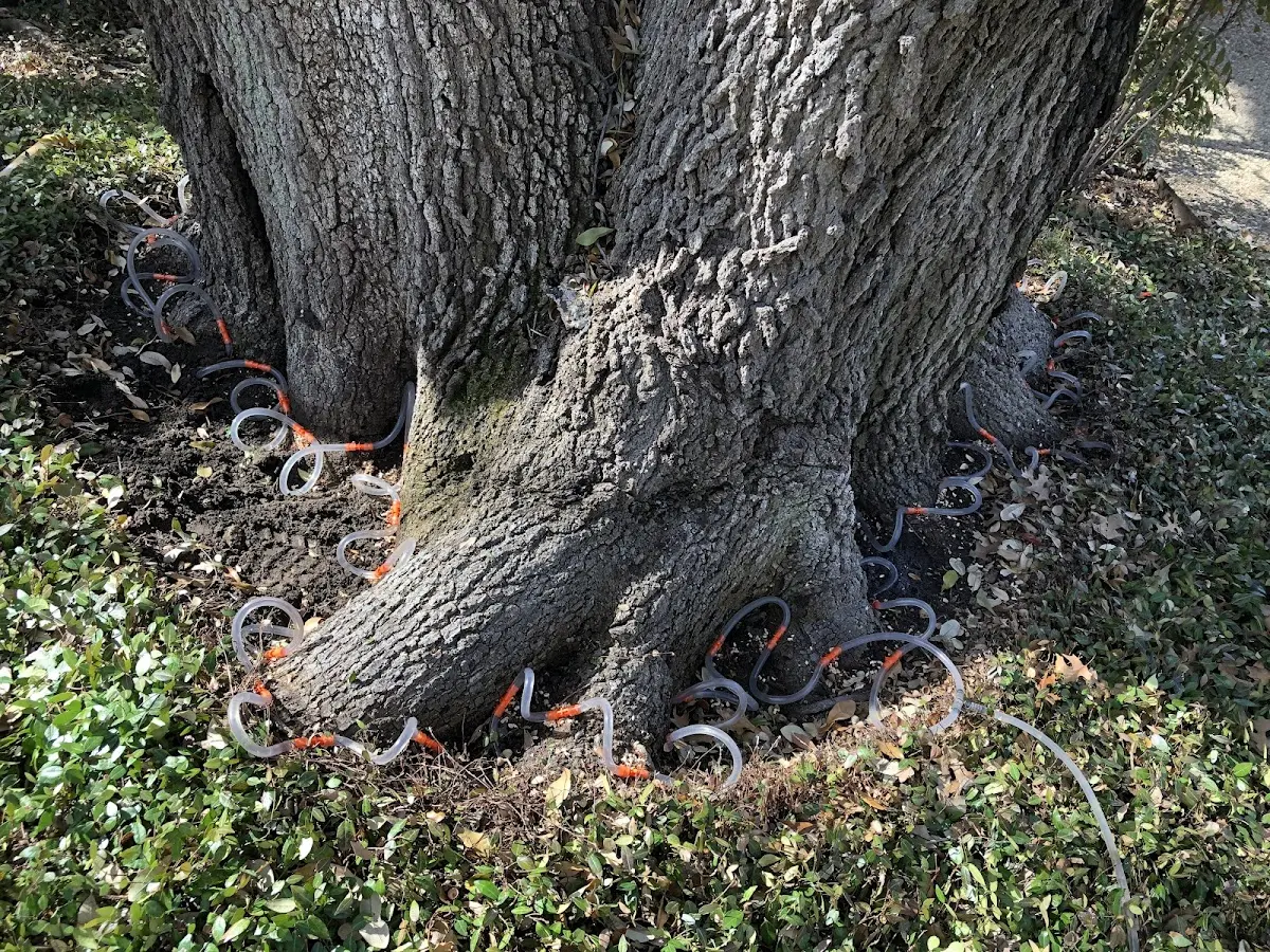 Detailed Tree Cabling and Bracing job site in Stump Creek