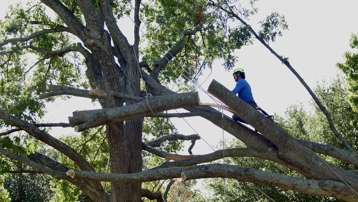 Professional Crown Thinning performed by certified arborists in Stump Creek