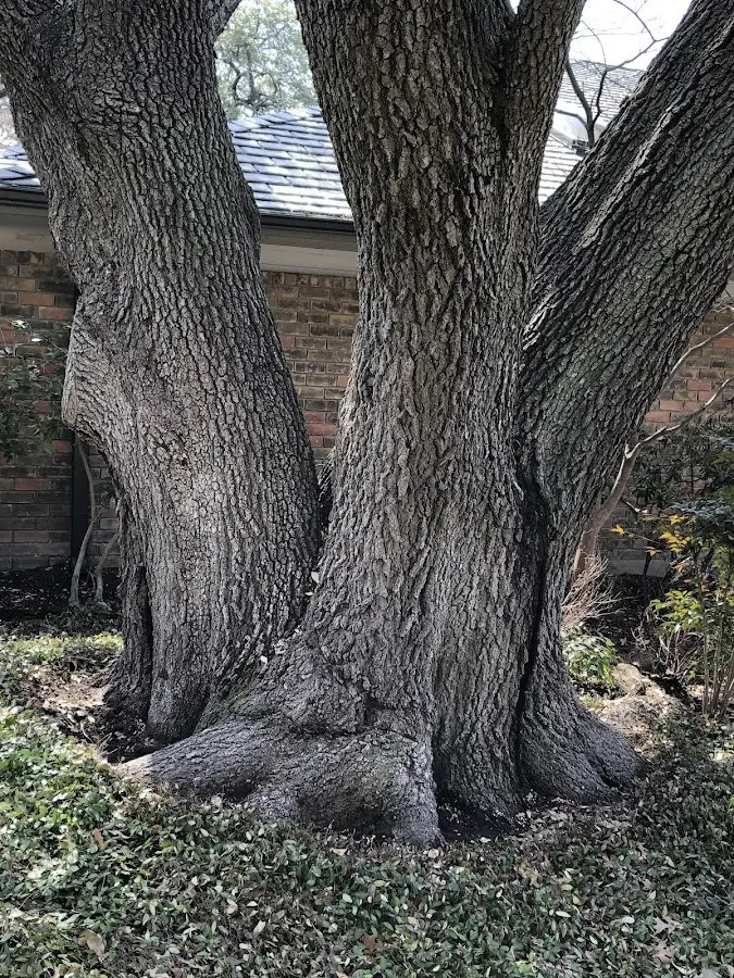 Mature heritage tree close to a Stump Creek property cared for by certified arborists